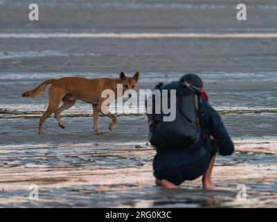 Un dingo sauvage, Canis lupus dingo, agissant curieux au lever du soleil dans les Kimberley d'Australie Banque D'Images