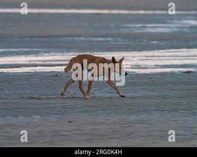 Un dingo sauvage, Canis lupus dingo, agissant curieux au lever du soleil dans les Kimberley d'Australie Banque D'Images