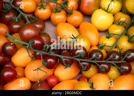 Sélection de tomates fraîches Banque D'Images