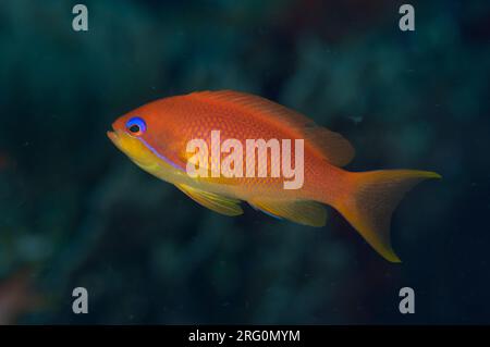 Anthias écailleux femelles, Pseudanthias squamipinnis, site de plongée Liberty Wreck, Tulamben, Karangasem, Bali, Indonésie Banque D'Images