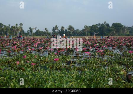 Nénuphars (Nymphaea stellata) Banque D'Images
