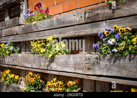 Violettes dans une boîte en bois sur le mur de briques rouges, décor floral. Banque D'Images