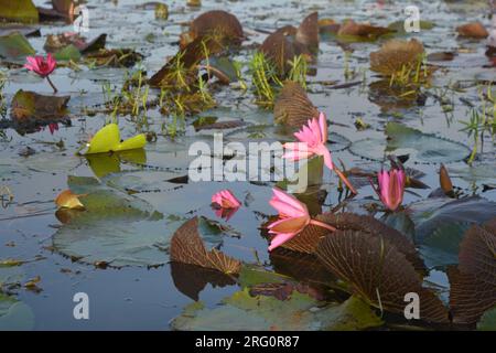 Nénuphars (Nymphaea stellata) Banque D'Images