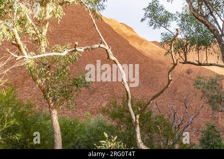 Arbres fins et une petite partie de l'immense Uluru, parc national d'Uluru-Kata Tjuta, territoire du Nord, Australie Banque D'Images