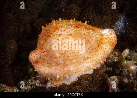 Cowrie aux œufs de costellate (Ovula costellata). avec le pied étendu. Le pied est blanc avec une fine bordure noire, la coquille est d'un blanc délicat avec un t mauve Banque D'Images