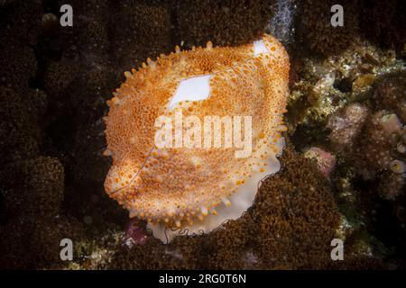 Cowrie aux œufs de costellate (Ovula costellata), avec le pied étendu. Le pied est blanc avec une fine bordure noire, la coquille est d'un blanc délicat avec un t mauve Banque D'Images