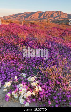 Au lever du soleil, l'Primrose du soir (Oenetha deltoides) et la Verveine de sable (Abronia villosa) fleurissent dans le parc national du désert d'Anza Borrego Banque D'Images