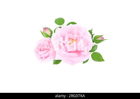 Bouquet de fleurs rose pâle, bourgeons et feuilles isolé sur blanc Banque D'Images