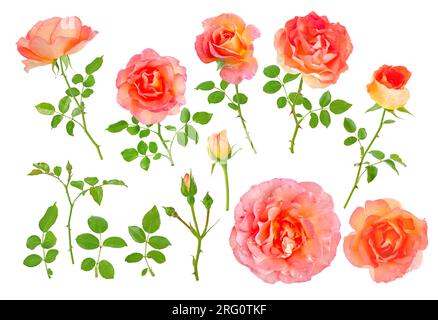 Fleurs rose saumon, bourgeons, feuilles et branches ensemble isolé sur blanc Banque D'Images