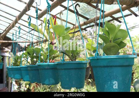 Plante d'arbre de feuille de Hoya kerrii sur le pot suspendu dans la pépinière pour la récolte sont des cultures commerciales Banque D'Images