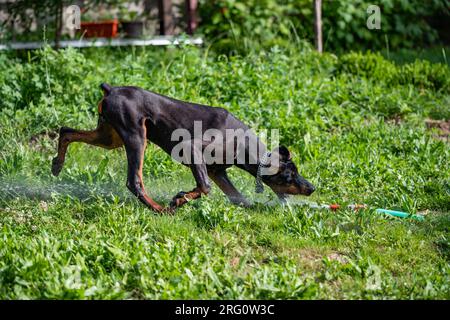 Un chien de race Doberman joue avec un tuyau et de l'eau dans sa cour. Un bain rafraîchissant par une chaude journée ensoleillée. Banque D'Images