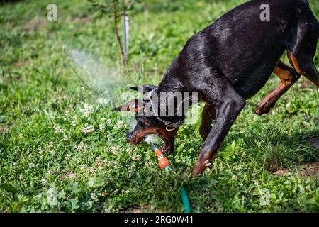 Un chien de race Doberman joue avec un tuyau et de l'eau dans sa cour. Un bain rafraîchissant par une chaude journée ensoleillée. Banque D'Images