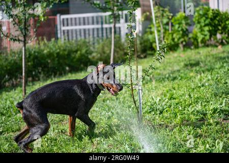 Un chien de race Doberman joue avec un tuyau et de l'eau dans sa cour. Un bain rafraîchissant par une chaude journée ensoleillée. Banque D'Images