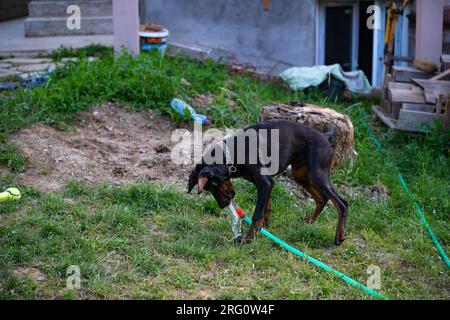 Un chien de race Doberman joue avec un tuyau et de l'eau dans sa cour. Un bain rafraîchissant par une chaude journée ensoleillée. Banque D'Images