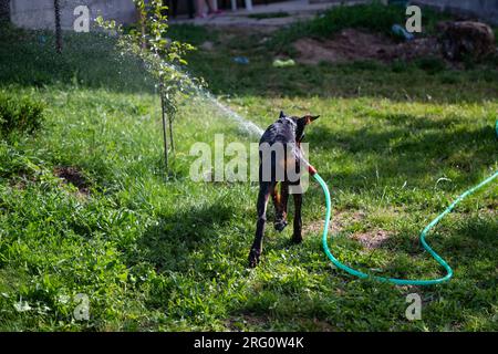 Un chien de race Doberman joue avec un tuyau et de l'eau dans sa cour. Un bain rafraîchissant par une chaude journée ensoleillée. Banque D'Images