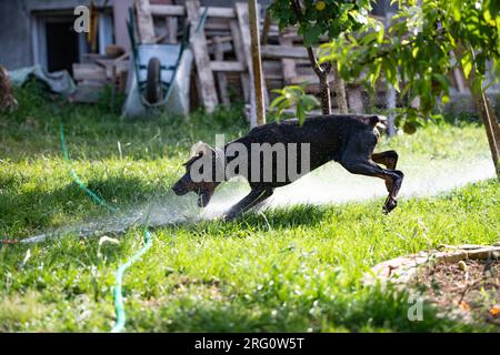 Un chien de race Doberman joue avec un tuyau et de l'eau dans sa cour. Un bain rafraîchissant par une chaude journée ensoleillée. Banque D'Images