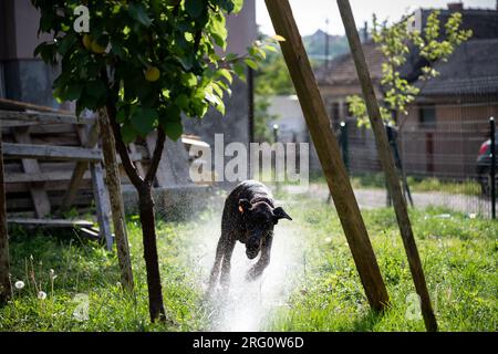 Un chien de race Doberman joue avec un tuyau et de l'eau dans sa cour. Un bain rafraîchissant par une chaude journée ensoleillée. Banque D'Images