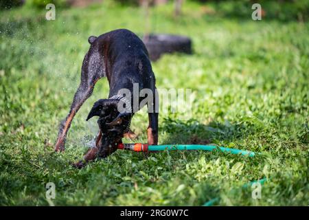 Un chien de race Doberman joue avec un tuyau et de l'eau dans sa cour. Un bain rafraîchissant par une chaude journée ensoleillée. Banque D'Images