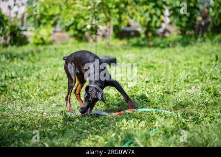 Un chien de race Doberman joue avec un tuyau et de l'eau dans sa cour. Un bain rafraîchissant par une chaude journée ensoleillée. Banque D'Images