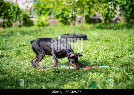 Un chien de race Doberman joue avec un tuyau et de l'eau dans sa cour. Un bain rafraîchissant par une chaude journée ensoleillée. Banque D'Images