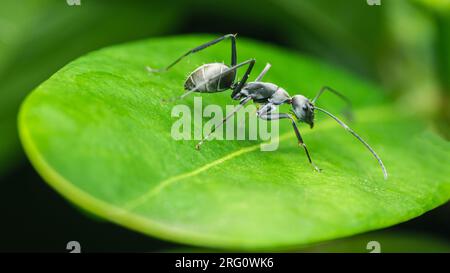 Gros plan d'un Ant noir sur une feuille verte dans le jardin, mise au point sélective, photo d'insecte. Banque D'Images