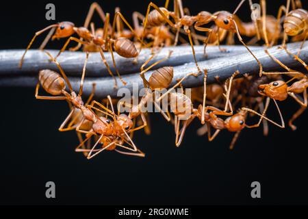 Groupe de fourmis rouges travaillant sur le fil barbelé, photo macro Weaver fourmis, travail d'équipe dans la nature et fond sombre. Banque D'Images