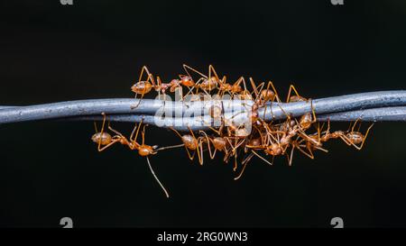 Groupe de fourmis rouges travaillant sur le fil barbelé, photo macro Weaver fourmis, travail d'équipe dans la nature et fond sombre. Banque D'Images