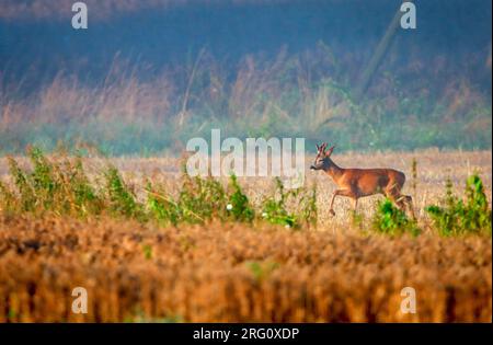 cerfs en pâturage marchant sur le champ de maïs au soleil du matin Banque D'Images