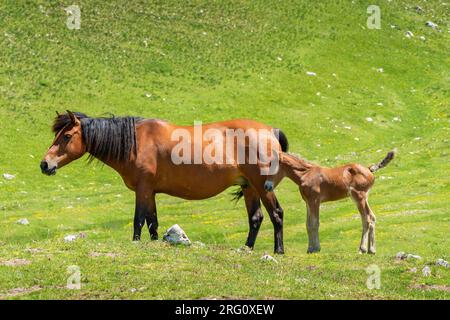 Mare brune et poulain broutant dans le parc national de Durmitor. Monténégro Banque D'Images