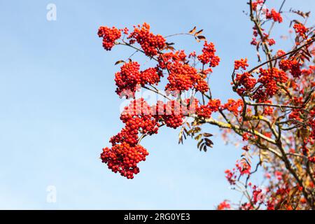 Les baies mûres rowan sur une branche Banque D'Images