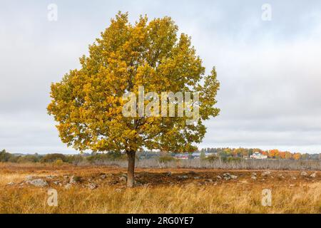 Arbre unique dans une vue de paysage d'automne Banque D'Images