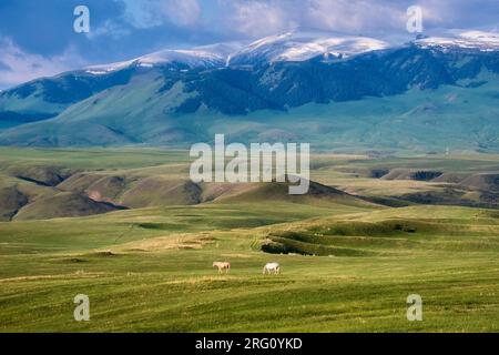 Les chevaux paissent en arrière-plan de beaux paysages de montagne avec des sommets enneigés et des champs. Crête de Tien Shan au Kazakhstan au lever du soleil Banque D'Images