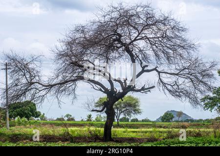 La nature est tout. Banque D'Images