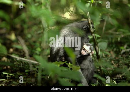 Une femelle adulte de macaque à crête noire de Sulawesi (Macaca nigra) s'occupe d'une progéniture alors qu'elle est assise sur le sol de la forêt dans la réserve naturelle de Tangkoko, Sulawesi du Nord, en Indonésie. Les macaques mâles à crête répondent rarement (11 pour cent) aux cris de nourrissons impliqués dans une interaction agonistique, selon une équipe de scientifiques de primates dirigée par Daphne Kerhoas dans leur rapport de juillet 2023 publié sur International Journal of Primatology. 'Nous avons aussi constaté que les hommes qui étaient les meilleurs amis de la mère étaient légèrement plus susceptibles de répondre aux cris d'un bébé que les hommes qui n'étaient pas les meilleurs amis de... Banque D'Images