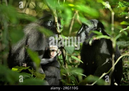 Une femelle adulte de macaque à crête noire de Sulawesi (Macaca nigra) s'occupe d'une progéniture alors qu'elle a une interaction avec une autre femelle adulte dans la réserve naturelle de Tangkoko, Sulawesi du Nord, en Indonésie. Les macaques mâles à crête répondent rarement (11 pour cent) aux cris de nourrissons impliqués dans une interaction agonistique, selon une équipe de scientifiques de primates dirigée par Daphne Kerhoas dans leur rapport de juillet 2023 publié sur International Journal of Primatology. 'Nous avons aussi constaté que les mâles qui étaient les meilleurs amis de la mère étaient légèrement plus susceptibles de répondre aux cris d'un bébé que les mâles qui étaient... Banque D'Images