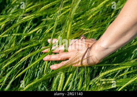 Gros plan de la main de l'agriculteur tenant des épis de blé verts dans le champ. Les entreprises agricoles. Banque D'Images