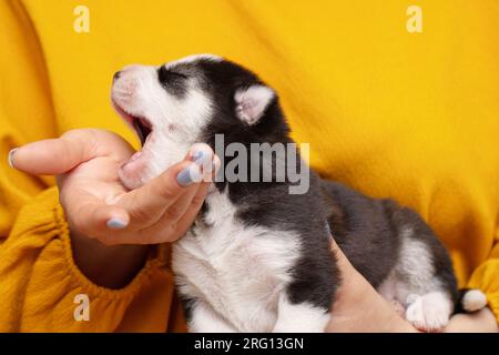 Chien chiot sur les mains femelles. Les mains des femmes tiennent le chiot husky nouveau-né Banque D'Images