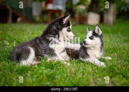 Mignon chiots husky de sibérie avec les yeux bleus assis dans l'herbe verte un été Banque D'Images