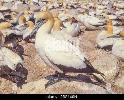 Les fanes du Cap (Morus capensis) sur l'île Malgas, dans la province du Cap occidental en Afrique du Sud. La colonie est l'une des six au monde. Banque D'Images