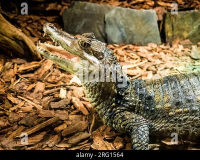 crocodile à bouche ouverte dans le terrarium du zoo. mâchoires de crocodile Banque D'Images