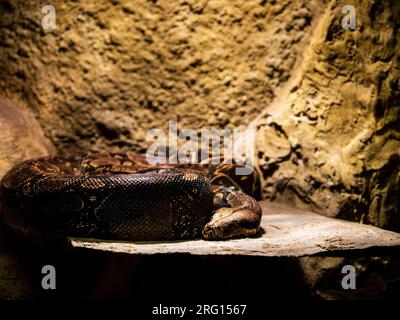 python repose sur une pierre chaude dans le terrarium du zoo Banque D'Images