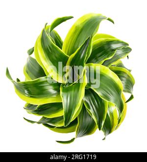 Dracaena fragrans plante isolée sur fond blanc Banque D'Images