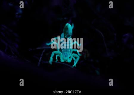 Vue de face d'un scorpion fluorescent marchant sur un terrain rocheux dans l'obscurité Banque D'Images