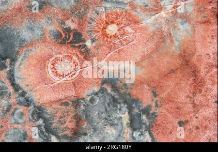 Macro photographie du détail dans un morceau de rhyolite Birds Eye une roche d'origine volcanique Banque D'Images