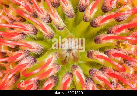 Vue macro regardant vers le bas à l'intérieur d'une fleur de protea (Leucospermum) en coussinet Banque D'Images