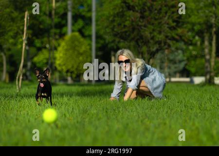 Jeune femme heureuse active lance une balle jaune à un chien Toy Terrier noir dans le parc. Propriétaire et le chien jouent sur l'herbe par une journée ensoleillée Banque D'Images