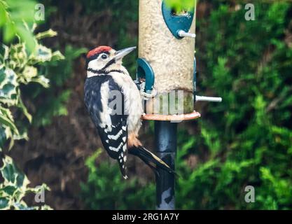 Dendrocopus Major, un jeune grand pecker taché sur une mangeoire à oiseaux de jardin à Ambleside, Lake District, Royaume-Uni. Banque D'Images