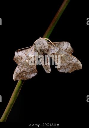 Un hawkmoth de peuplier adulte, (Laothoe populi), photographié suspendu à une tige de plante sur un fond noir Uni Banque D'Images