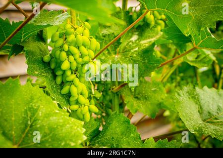 Grappes avec raisins germinaux en gros plan. La naissance des raisins dans le vignoble Banque D'Images