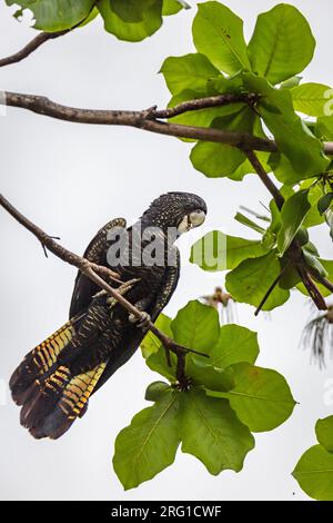 Femelle à queue rouge noir Cockatoo assis sur la branche avec des feuilles vertes, Queensland, Australie. Banque D'Images